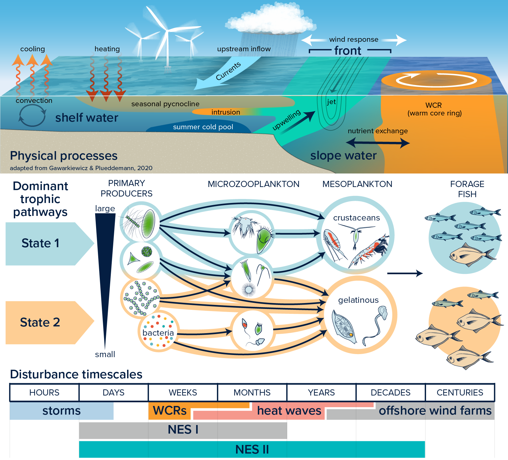 Top: Conceptual diagram of physical processes across the shelf in winter and summer. Middle: Representative, simplified food webs of high- and low-export conditions, contrasting the relatively simple food chain of high-export with the more complex microbial loop-dominated food web of low-export conditions. Bottom: Time scales of hypothesized Disturbance events and the associated Project phases for proposed measurement.